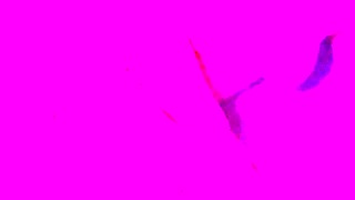 Real Lesbian Hot Scissoring